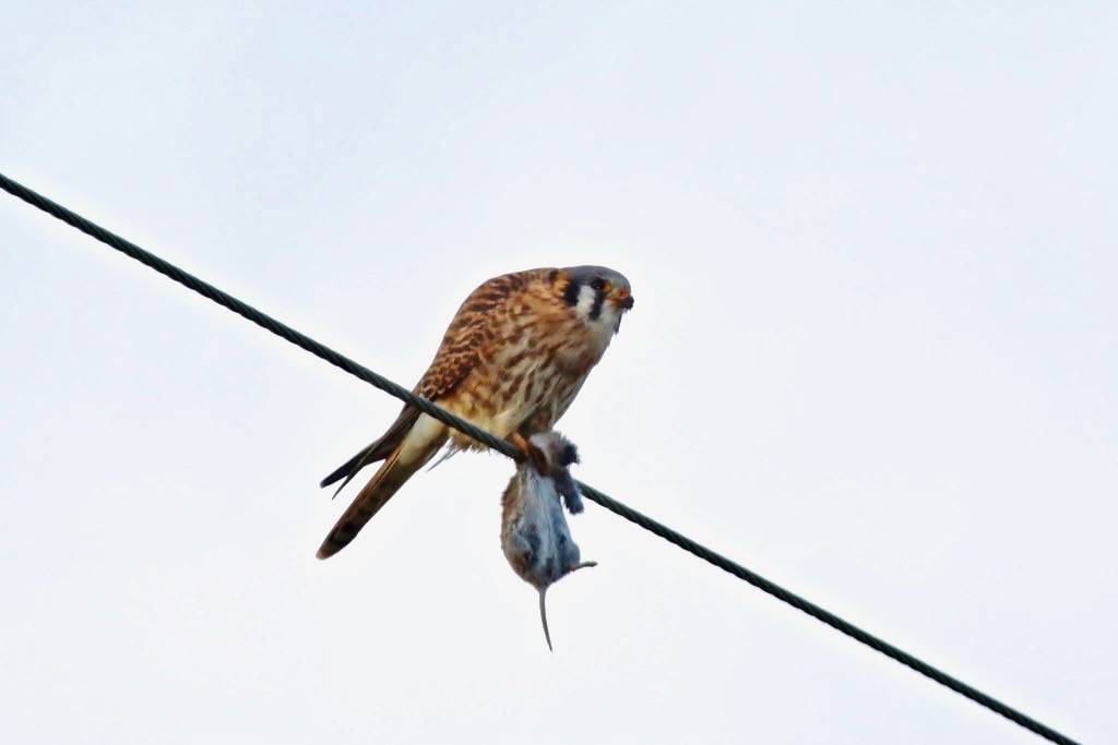 American Kestrel by shutterbusterbob is licensed under CC BY-NC-SA 2.0